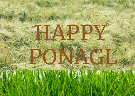 Pongal 2019 Pongal Kolam,पोंगल 2019 के लिए पोंगल कोलम